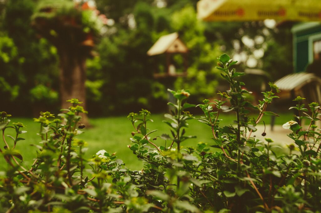 outdoor greenery, with a hedge in the foreground and a blurred out green garden with a bird table in the background.